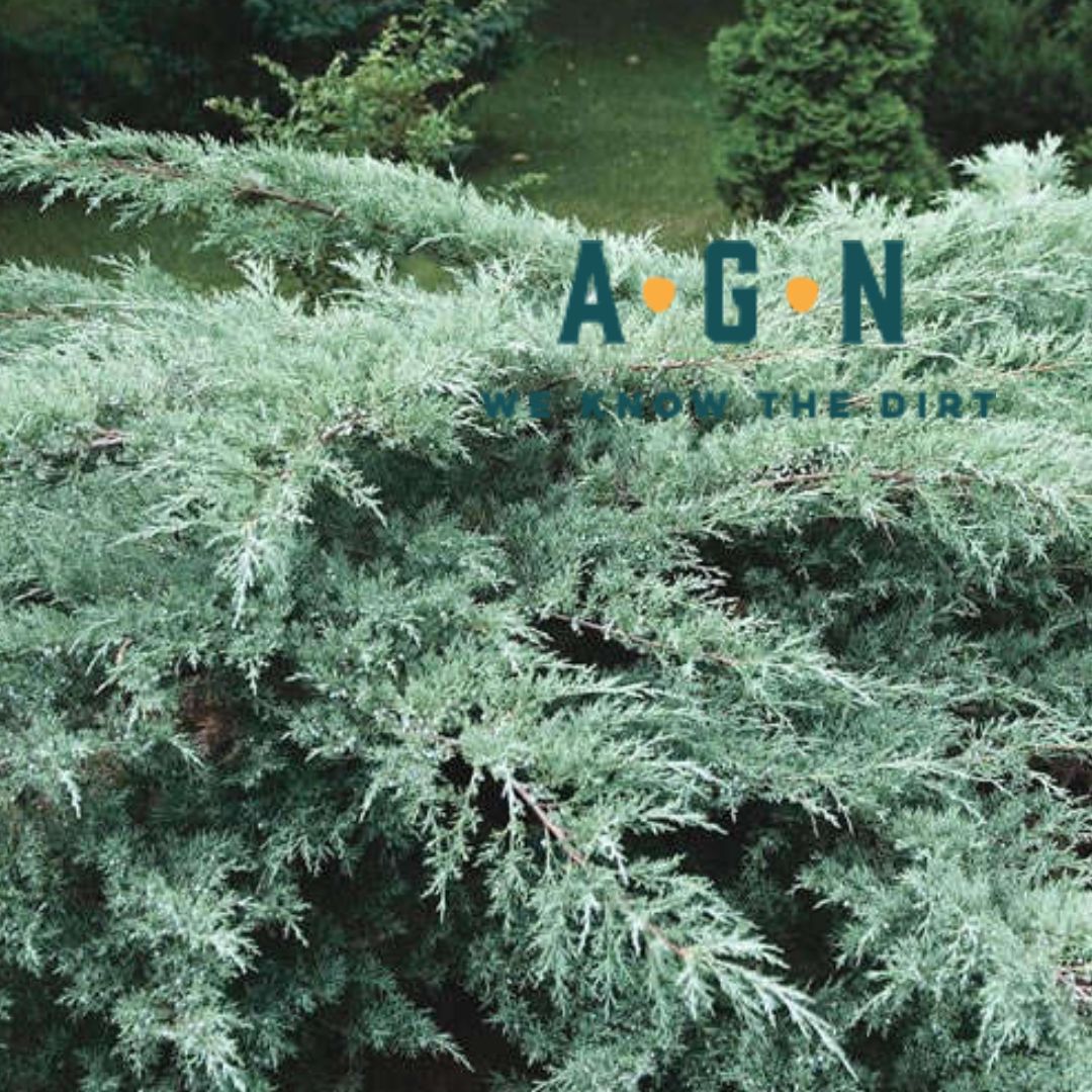 Grey Owl Juniper - America's Gardens Nursery