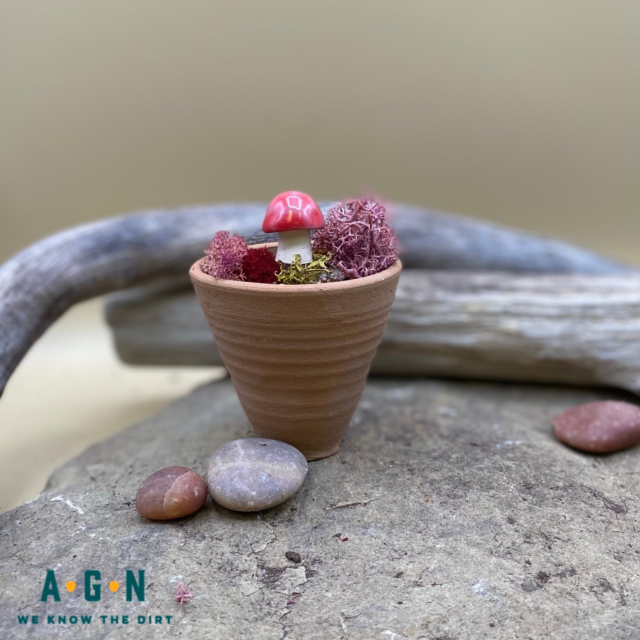 Gum Drop Shroomyz (Mushrooms) - America's Gardens Nursery
