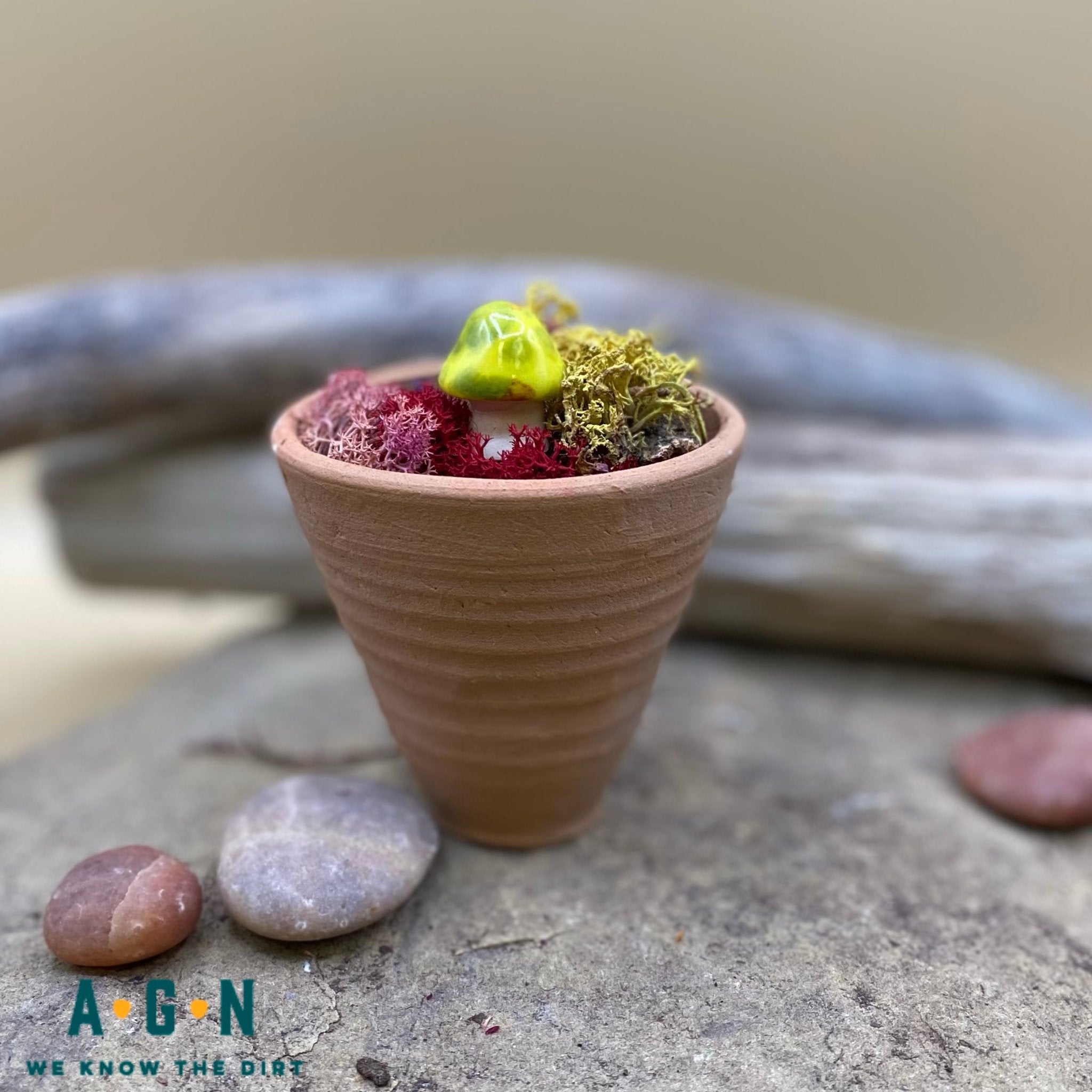 Gum Drop Shroomyz (Mushrooms) - America's Gardens Nursery