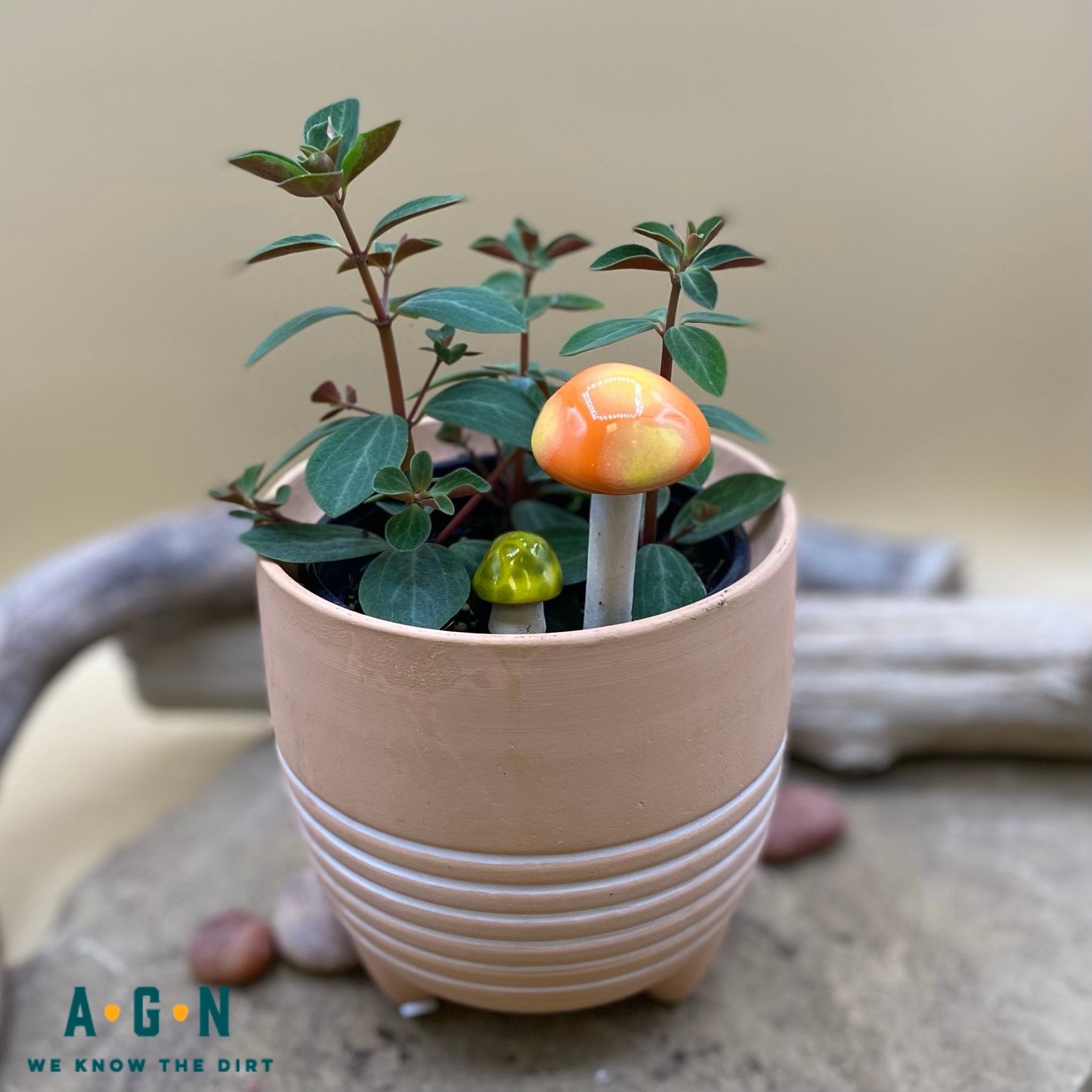 Gum Drop Shroomyz (Mushrooms) - America's Gardens Nursery