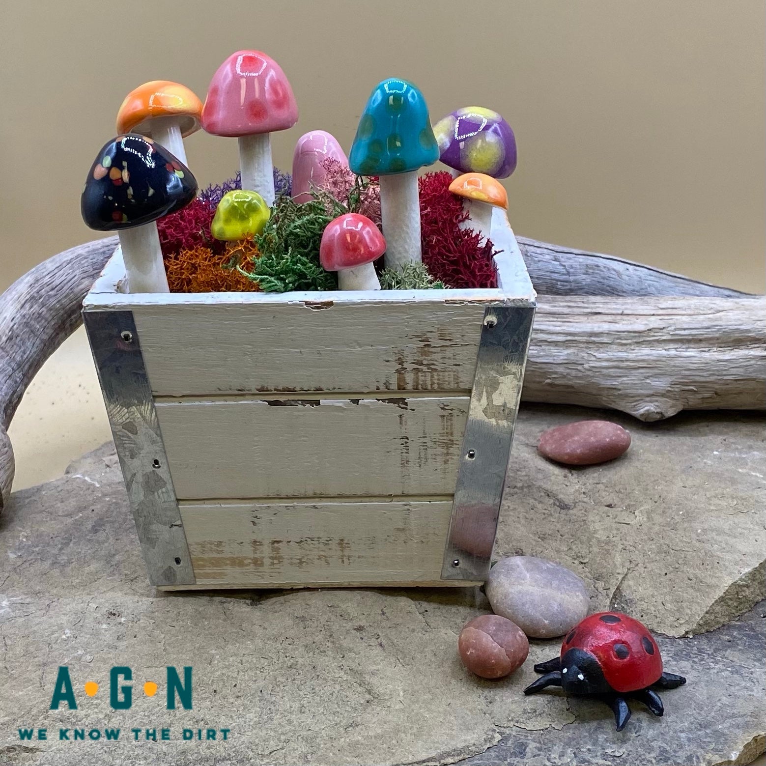 Gum Drop Shroomyz (Mushrooms) - America's Gardens Nursery