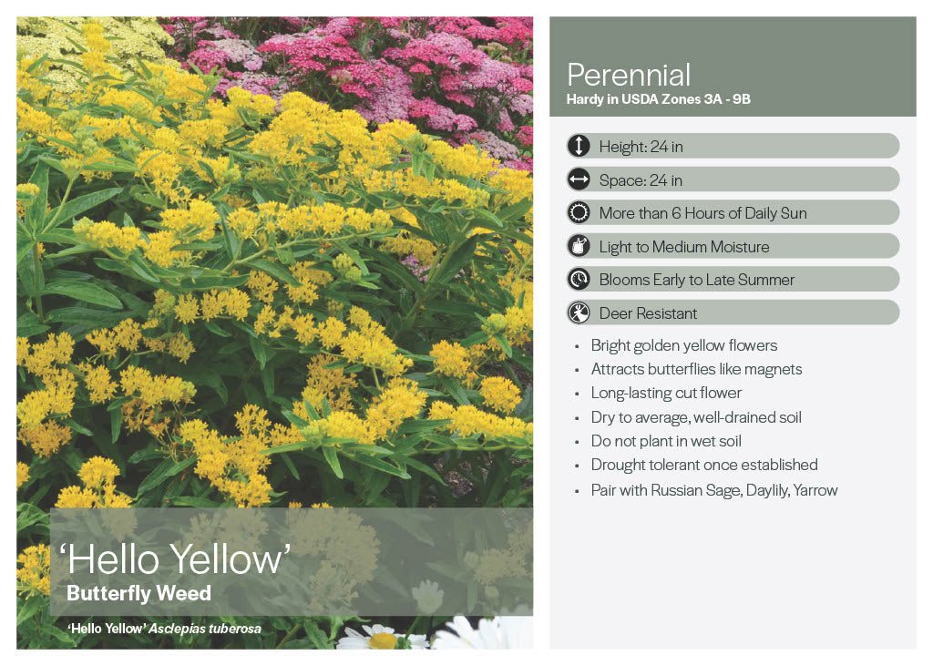 Hello Yellow Butterflyweed - America's Gardens Nursery