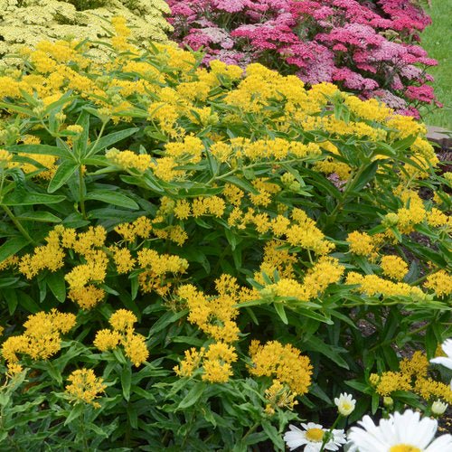 Hello Yellow Butterflyweed - America's Gardens Nursery