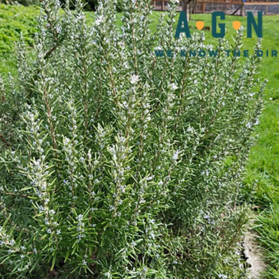 Hill Hardy Rosemary - America's Gardens Nursery
