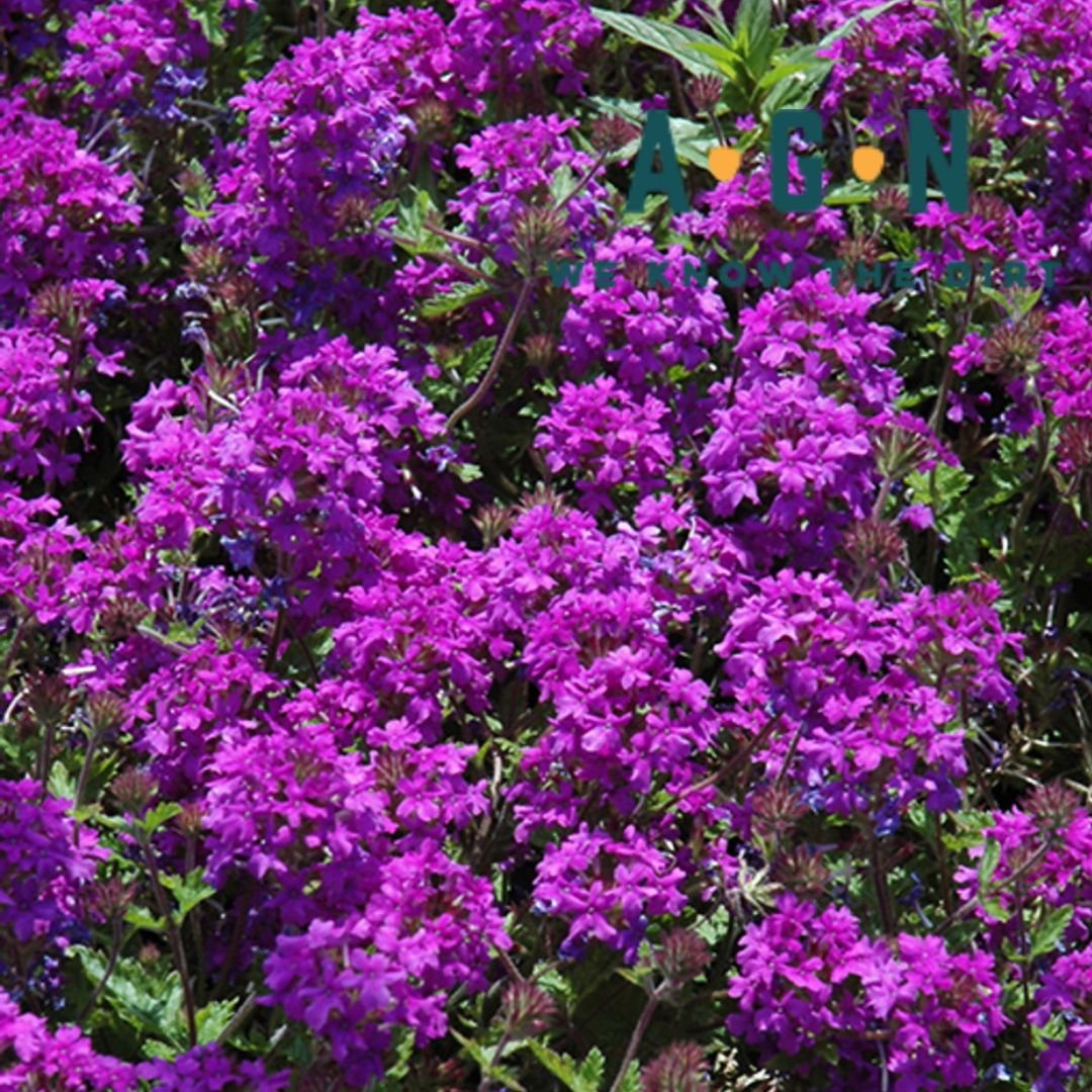 Homestead Verbena - America's Gardens Nursery