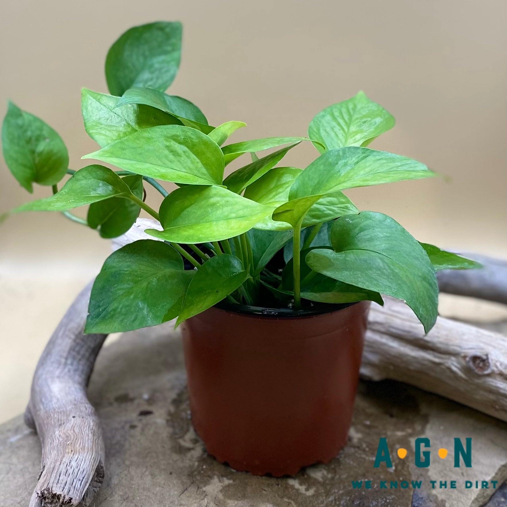 Jade Pothos - America's Gardens Nursery