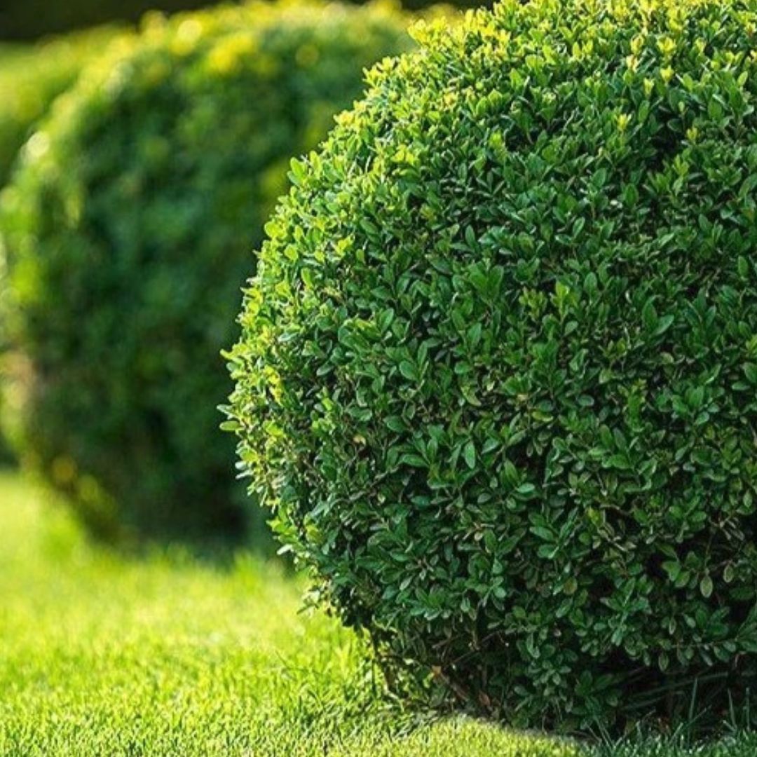 Japanese Boxwood - America's Gardens Nursery