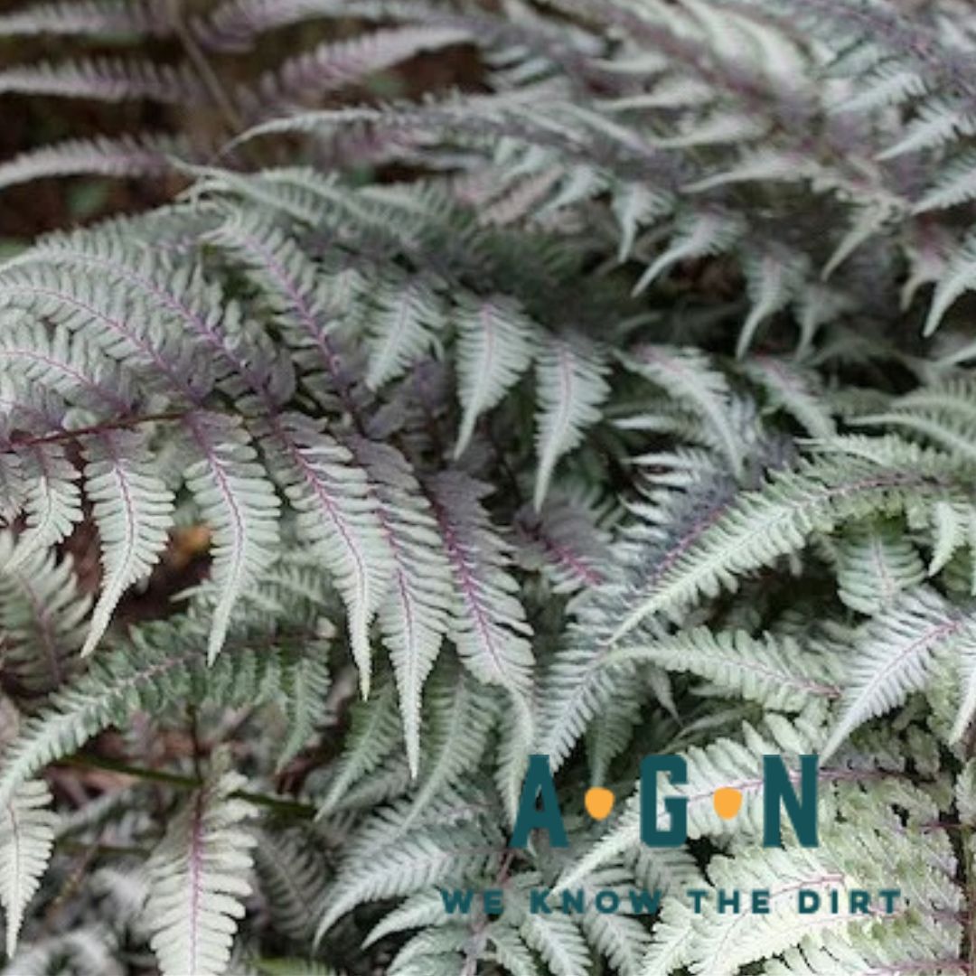 Japanese Painted Fern (Pictum) - America's Gardens Nursery