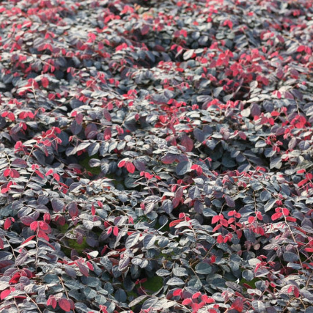 Jazz Hands Mini Loropetalum - America's Gardens Nursery