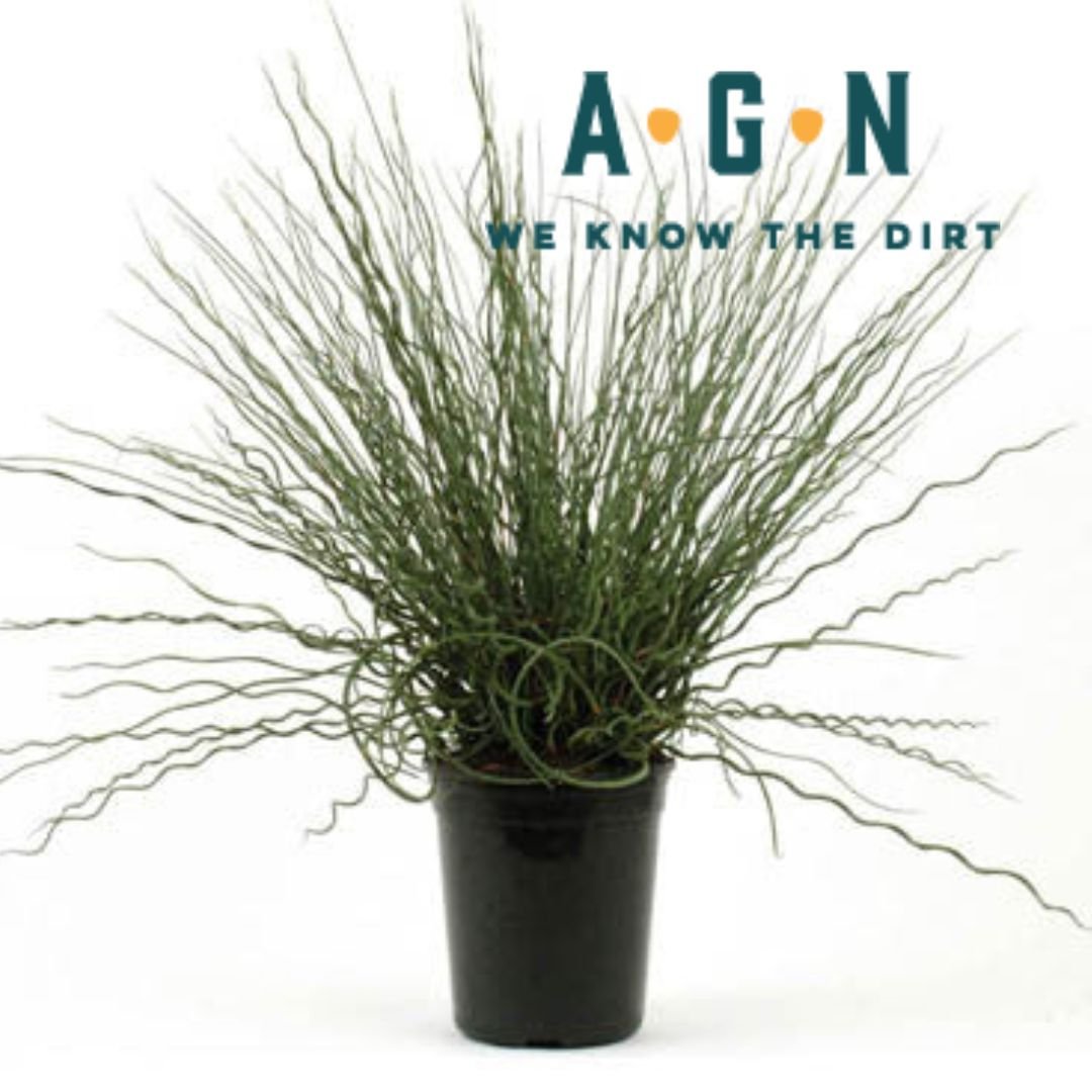 Juncus Grass - America's Gardens Nursery