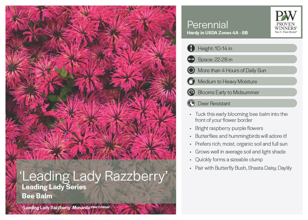 Leading Lady Razzberry Bee Balm - America's Gardens Nursery