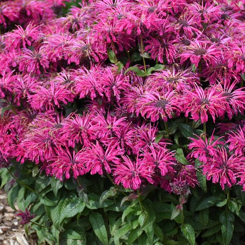 Leading Lady Razzberry Bee Balm - America's Gardens Nursery