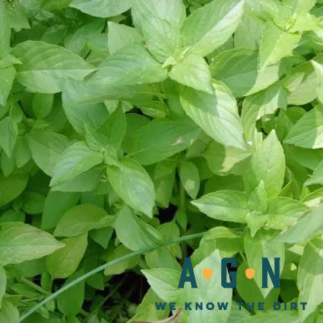 Lemon Basil Plant - America's Gardens Nursery
