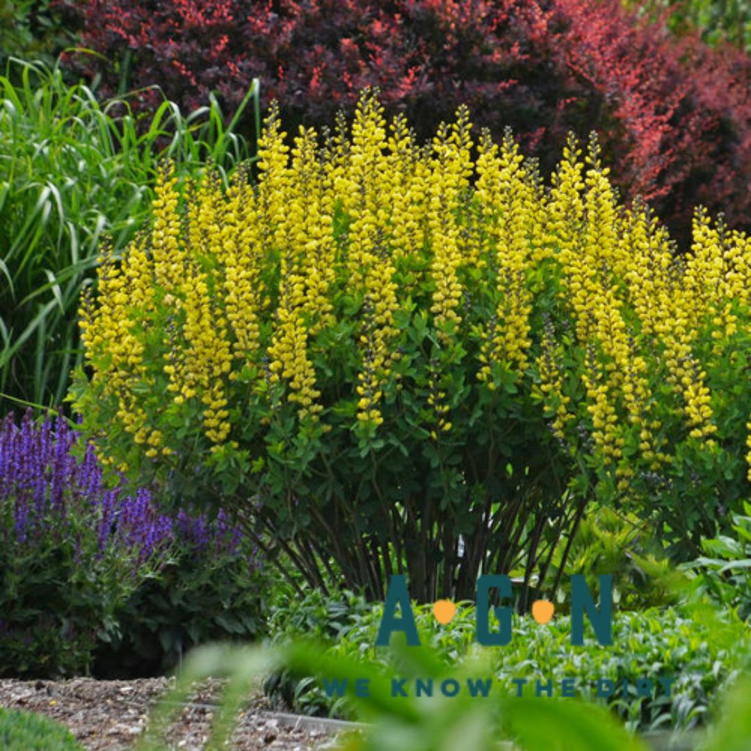 Lemon Meringue Baptisia - America's Gardens Nursery