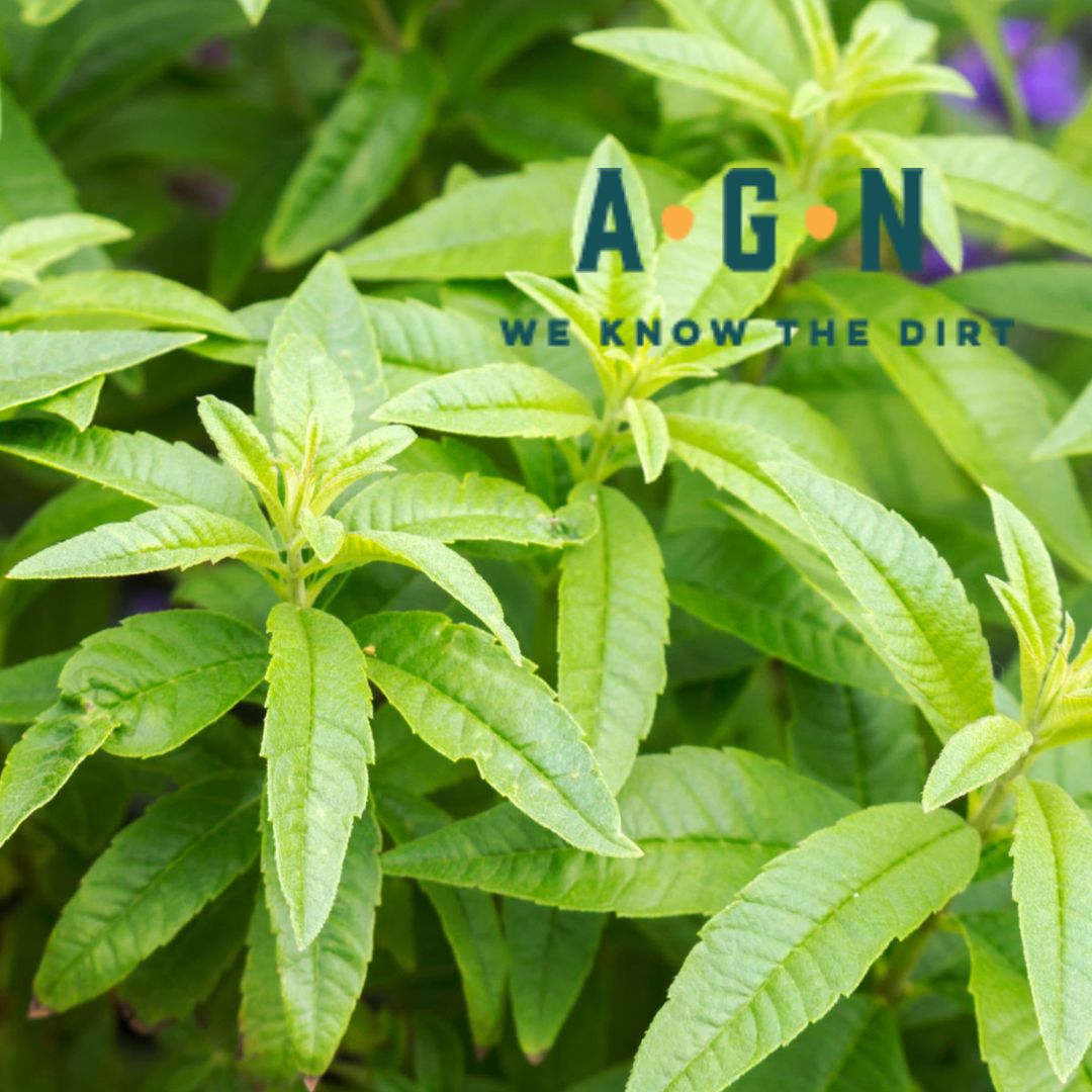 Lemon Verbena - America's Gardens Nursery