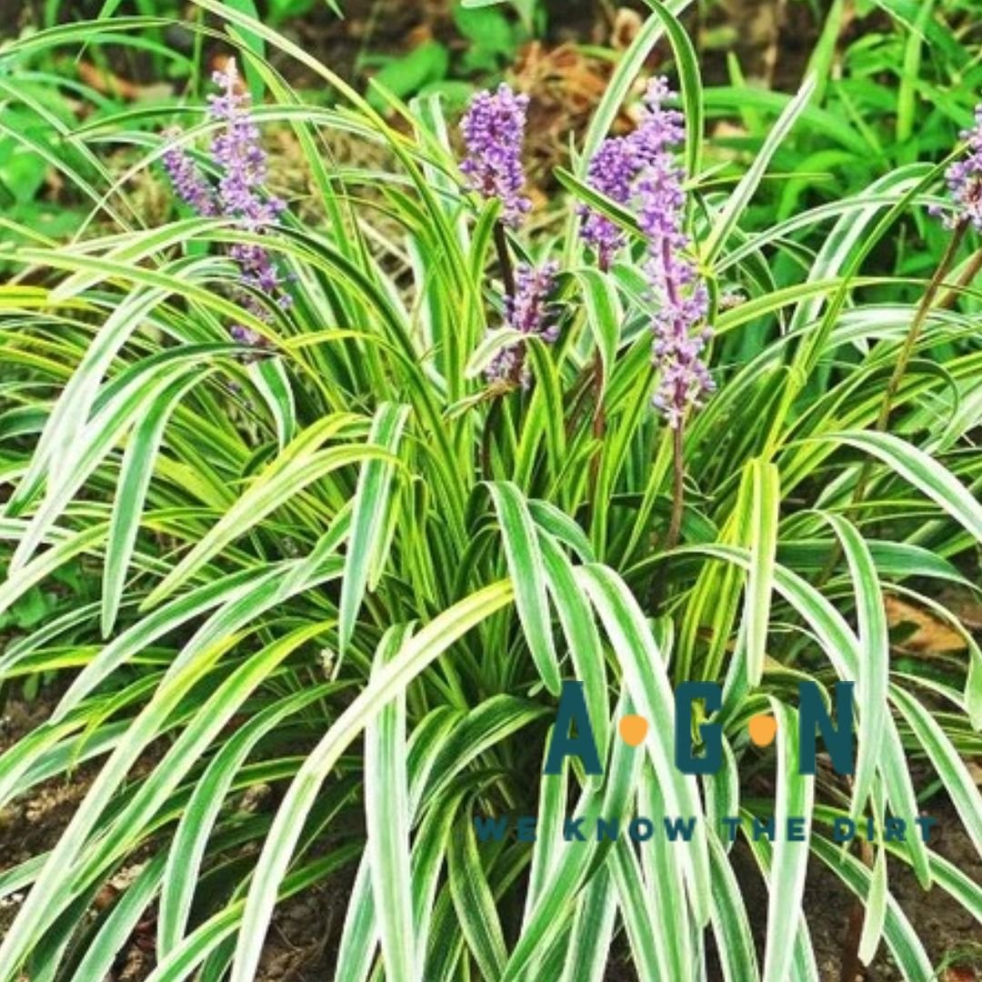 Liriope (Monkey Grass), Variegated - America's Gardens Nursery