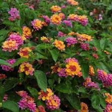 Little Lucky Lantana - America's Gardens Nursery