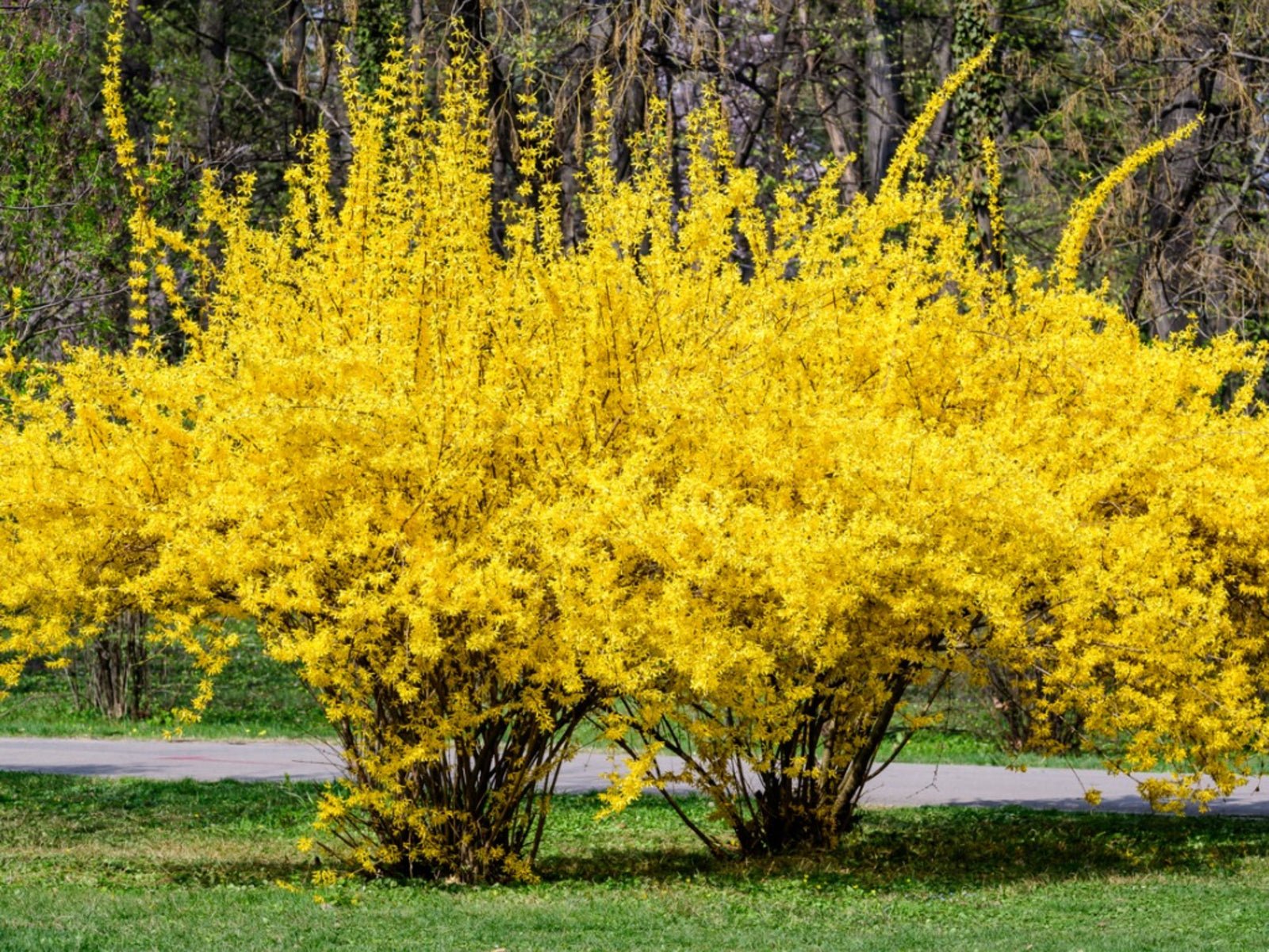 Lynwood Gold Forsythia - America's Gardens Nursery