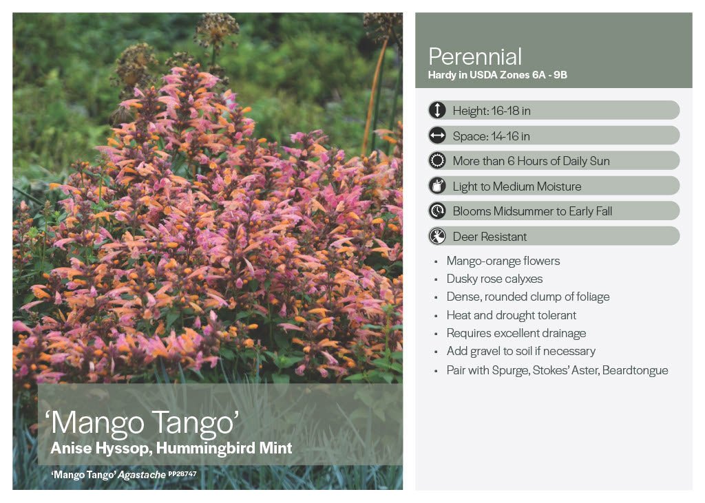 Mango Tango Agastache - America's Gardens Nursery