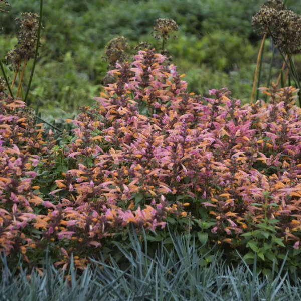 Mango Tango Agastache - America's Gardens Nursery