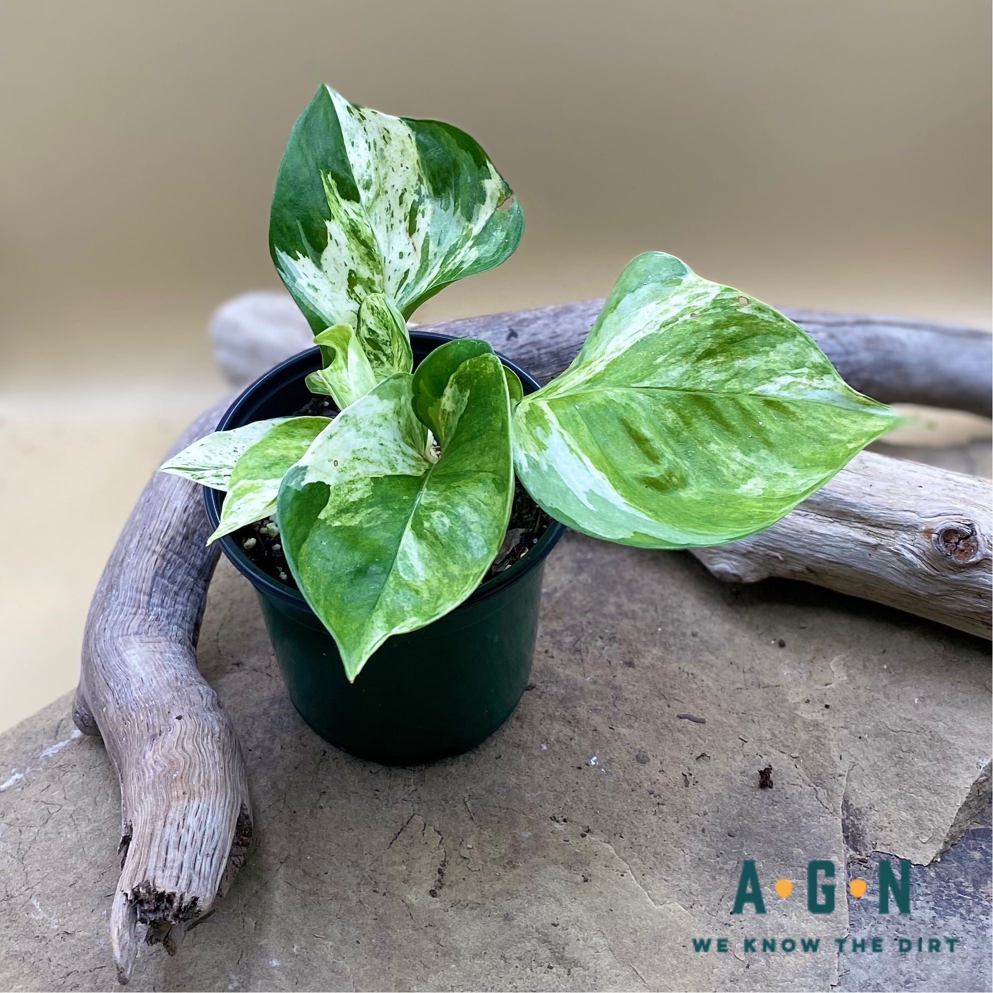 Manjula Pothos - America's Gardens Nursery