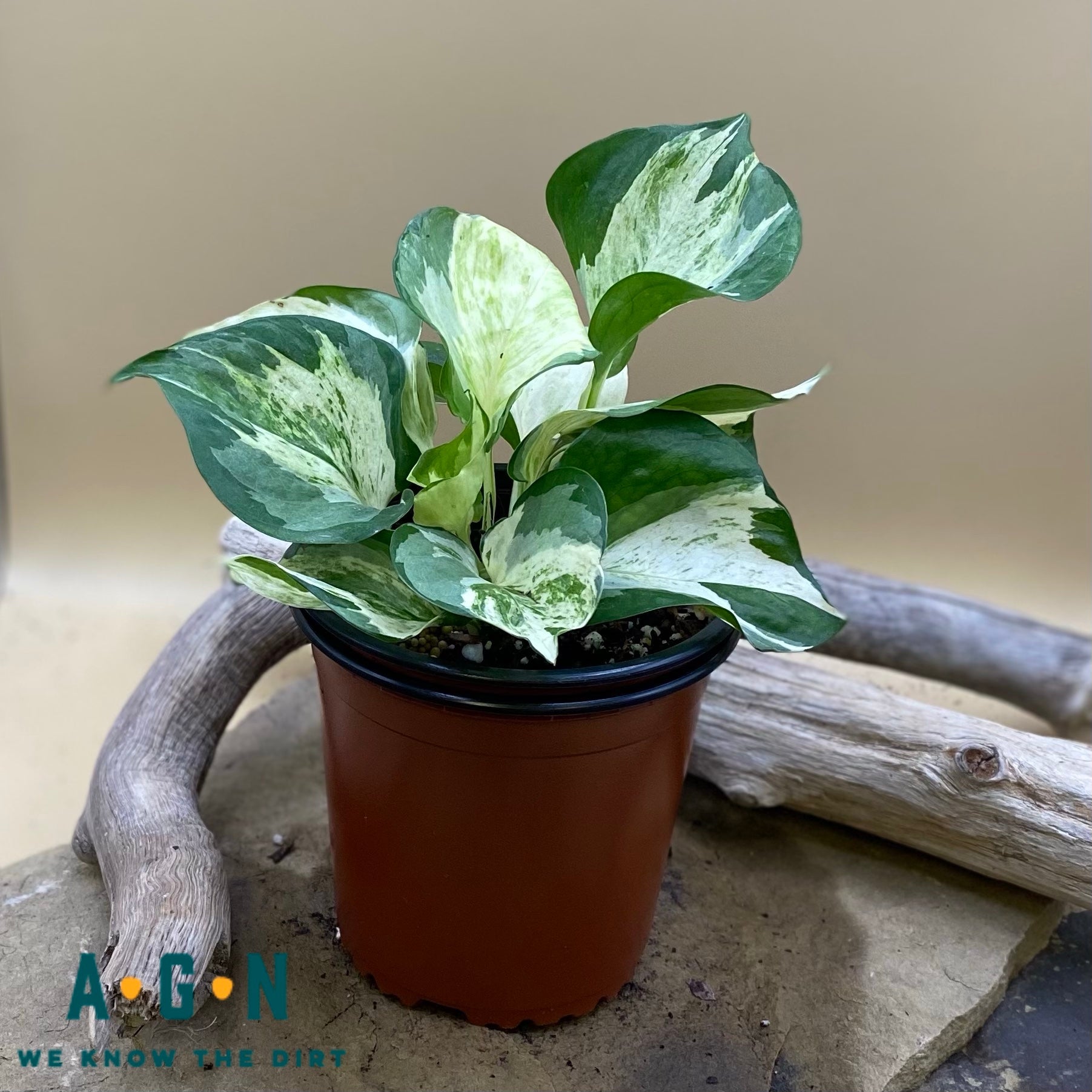 Manjula Pothos - America's Gardens Nursery