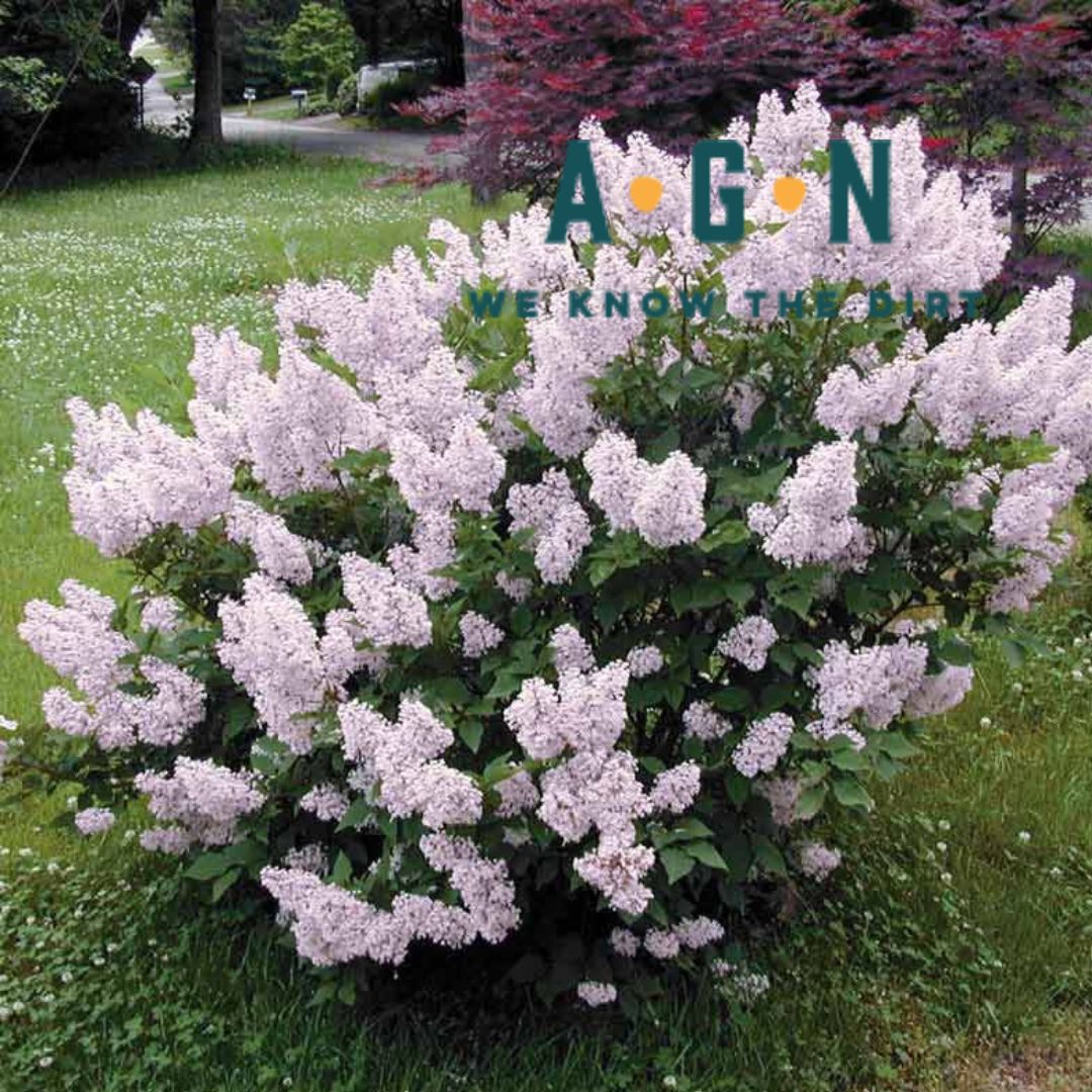 Miss Kim Lilac - America's Gardens Nursery