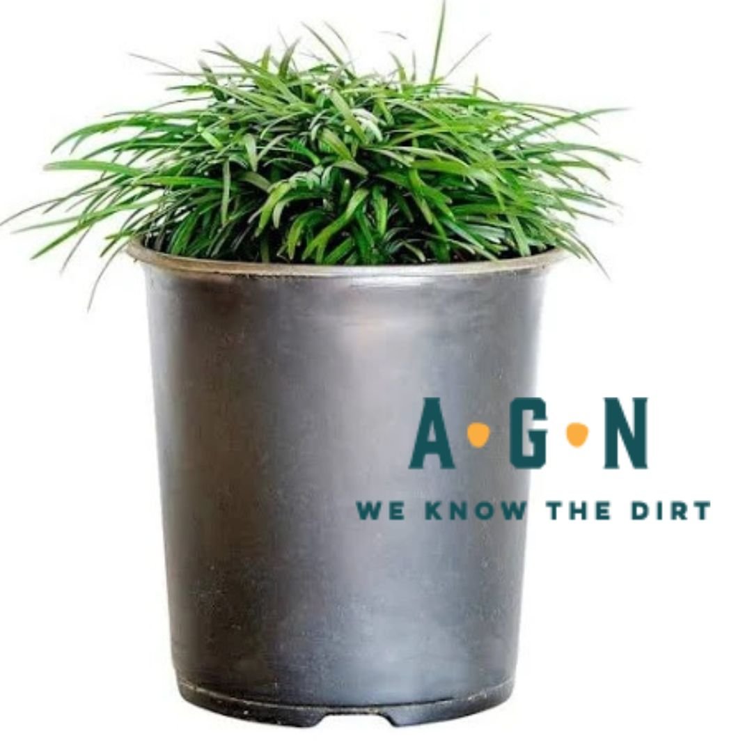 Mondo Grass - America's Gardens Nursery