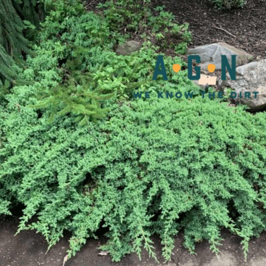 Nana Procumben Juniper - America's Gardens Nursery