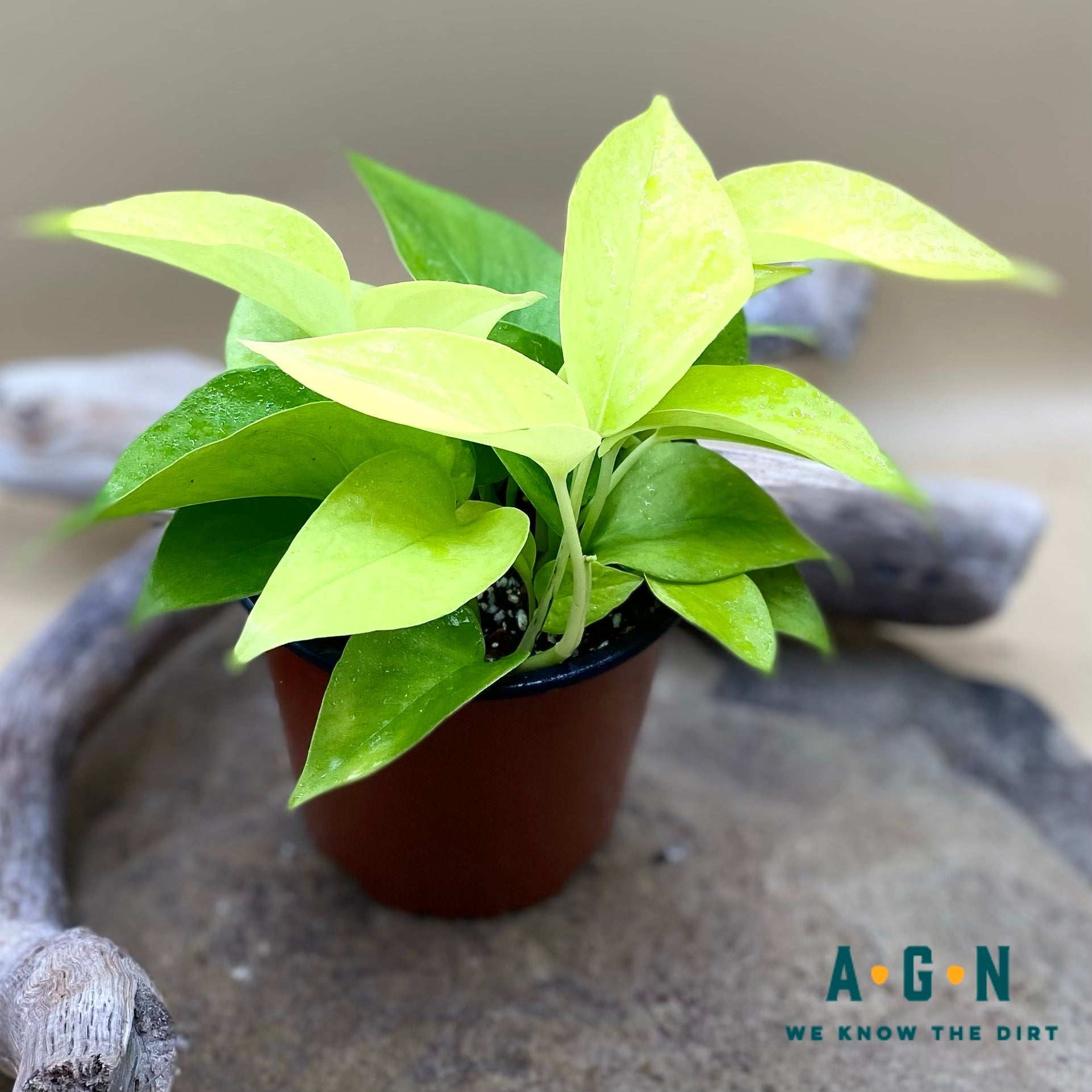 Neon Pothos - America's Gardens Nursery