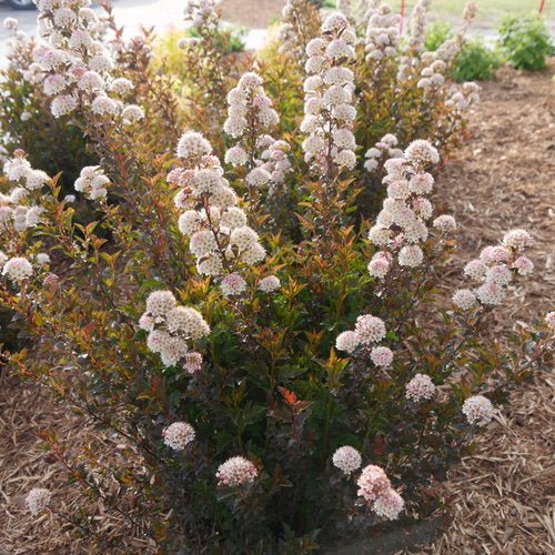 Ninebark Tiny Wine - America's Gardens Nursery