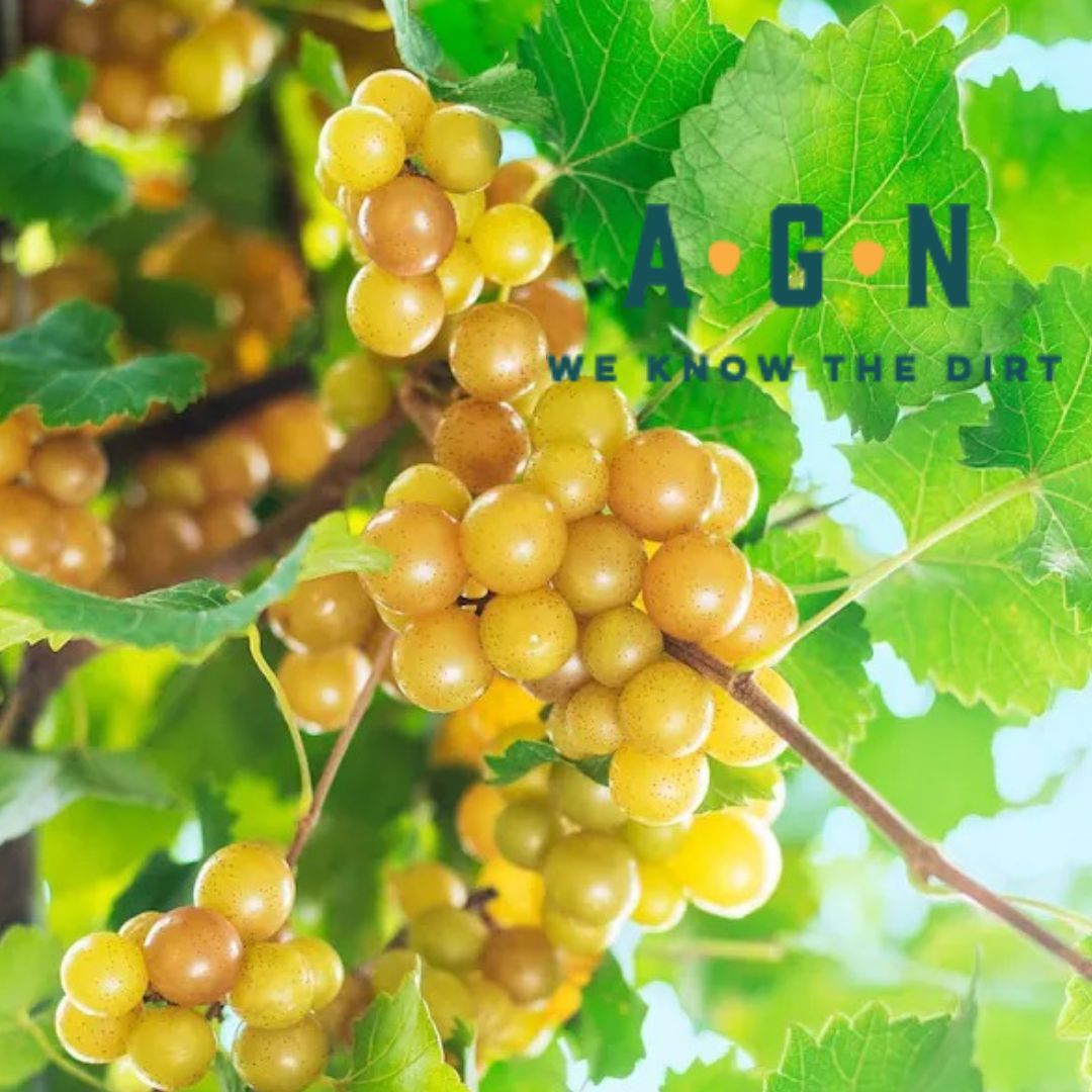 Oh My! Grape Vine - America's Gardens Nursery