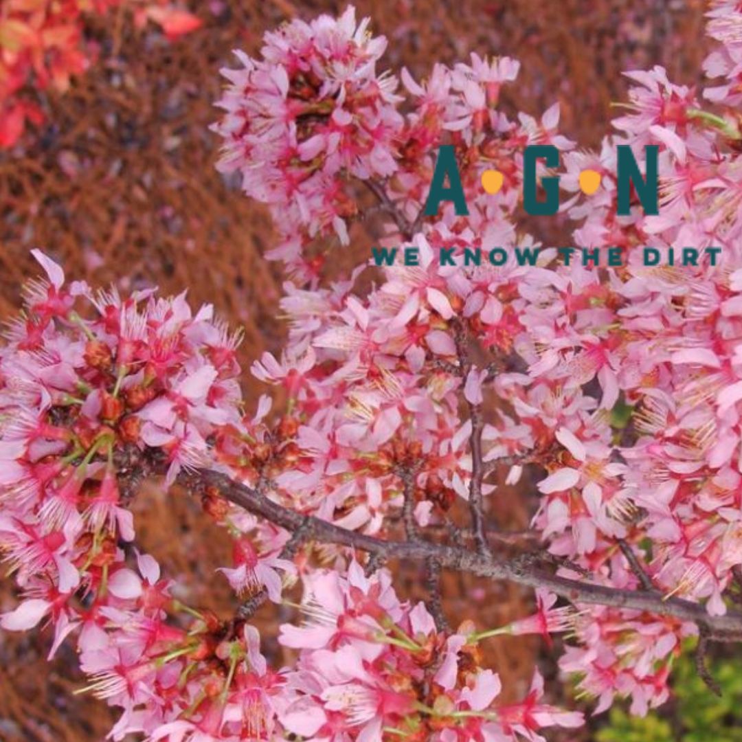 Okame Flowering Cherry Tree - America's Gardens Nursery
