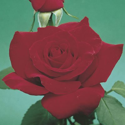 Olympiad Hybrid Tea Tree Rose - America's Gardens Nursery