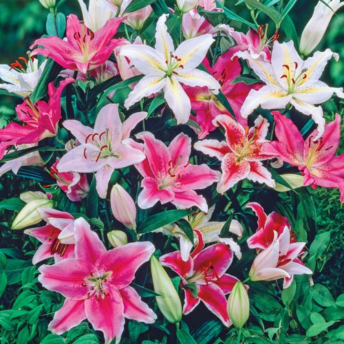 Oriental Lily Mix - America's Gardens Nursery