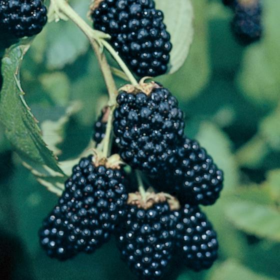 Ouachita Blackberry Vine - America's Gardens Nursery