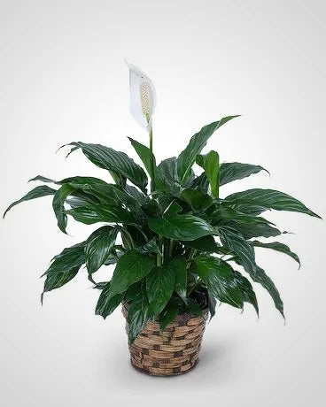 Peace Lily Assorted