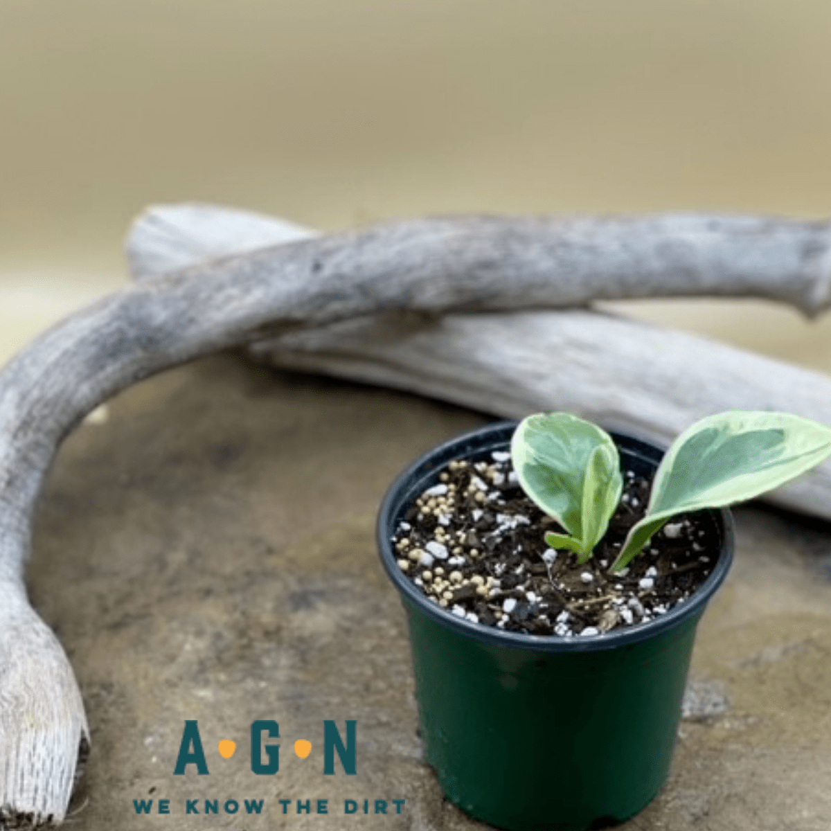 Peperomia, Magnolifolia Variegata - America's Gardens Nursery