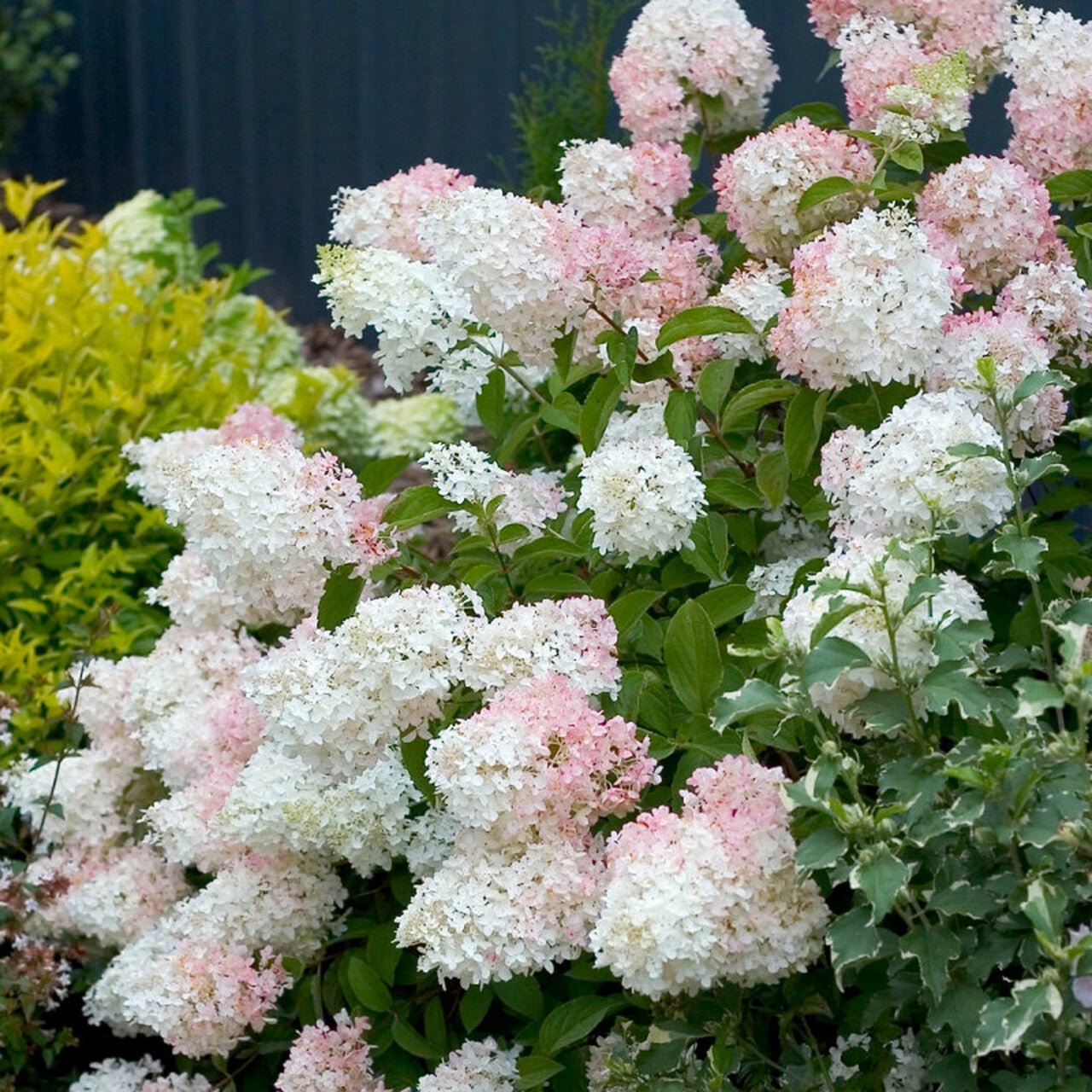 Phantom Hydrangea - America's Gardens Nursery