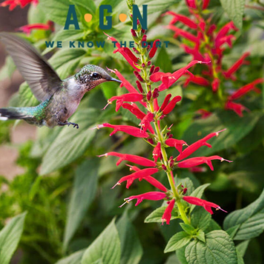 Pineapple Sage - America's Gardens Nursery