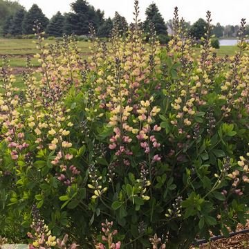 Pink Lemonade Baptisia - America's Gardens Nursery