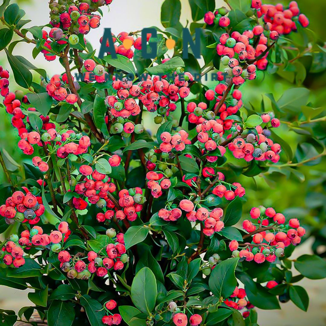 Pink Lemonade Rabbiteye Blueberry - America's Gardens Nursery