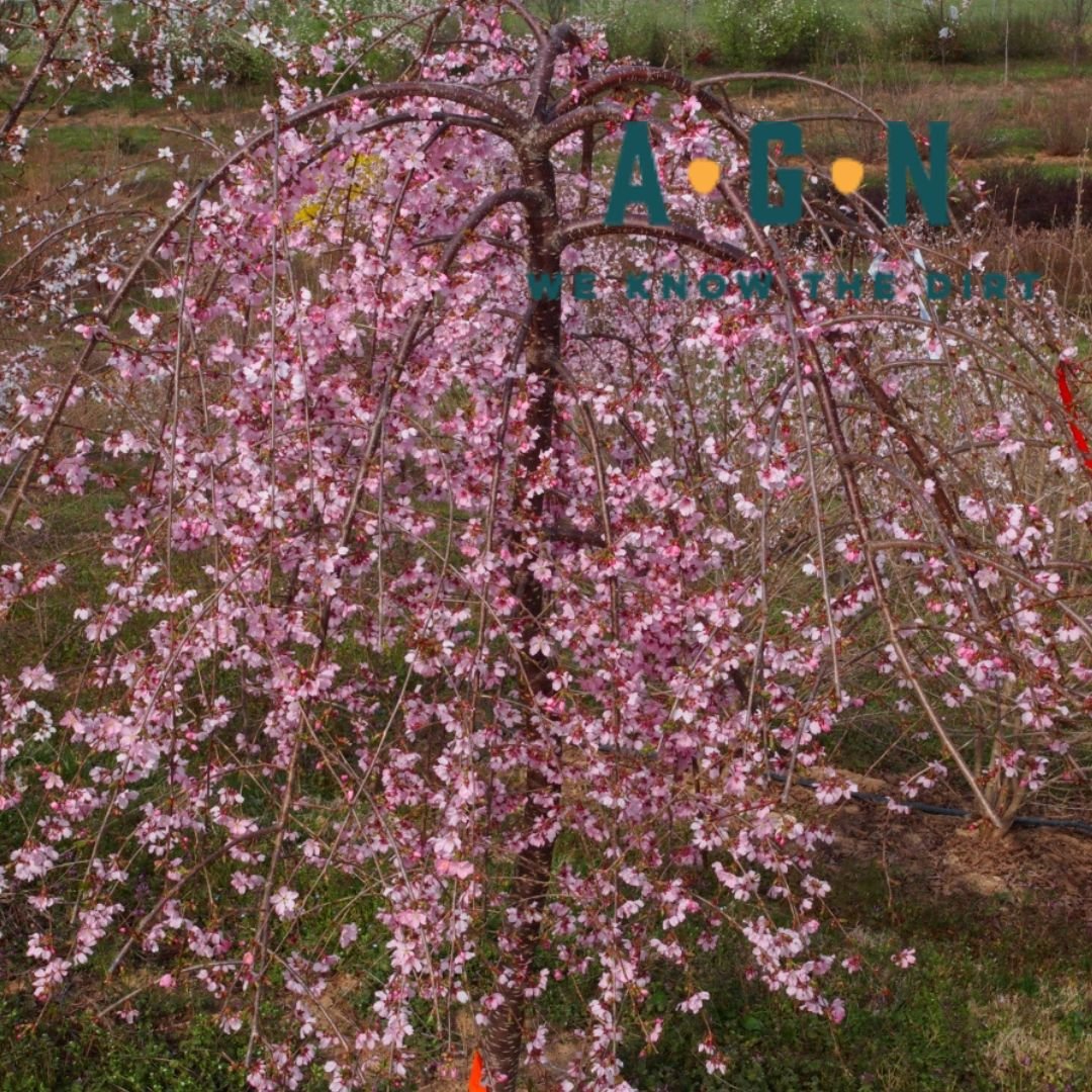 Pink Weeping Cherry (Prunus Pendula) - America's Gardens Nursery