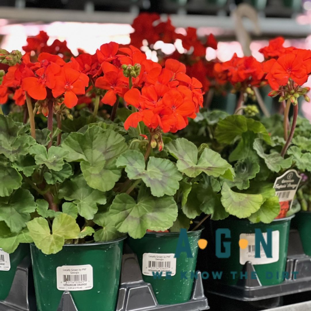Presto Red Geraniums - America's Gardens Nursery