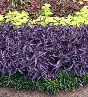 Purple Hearts - America's Gardens Nursery