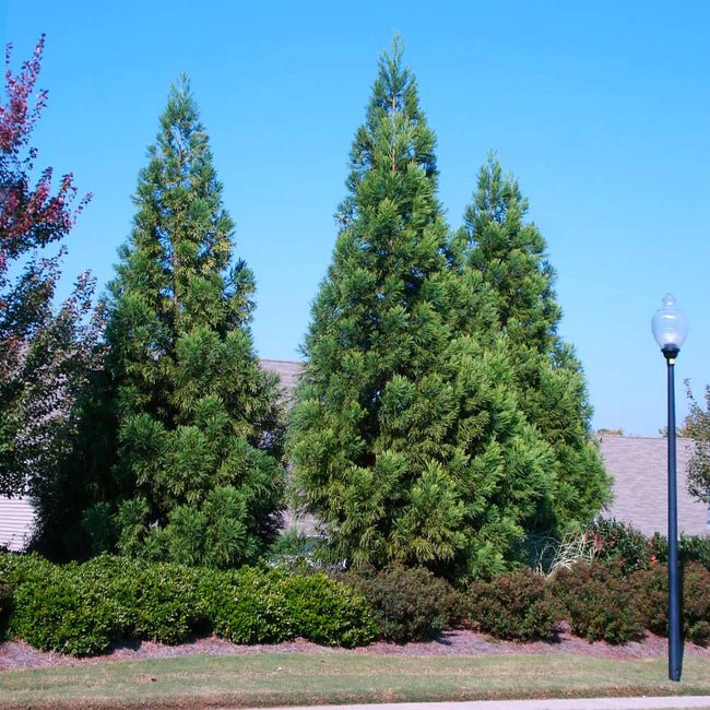 Radican Cryptomeria (Japanese Cedar) - America's Gardens Nursery