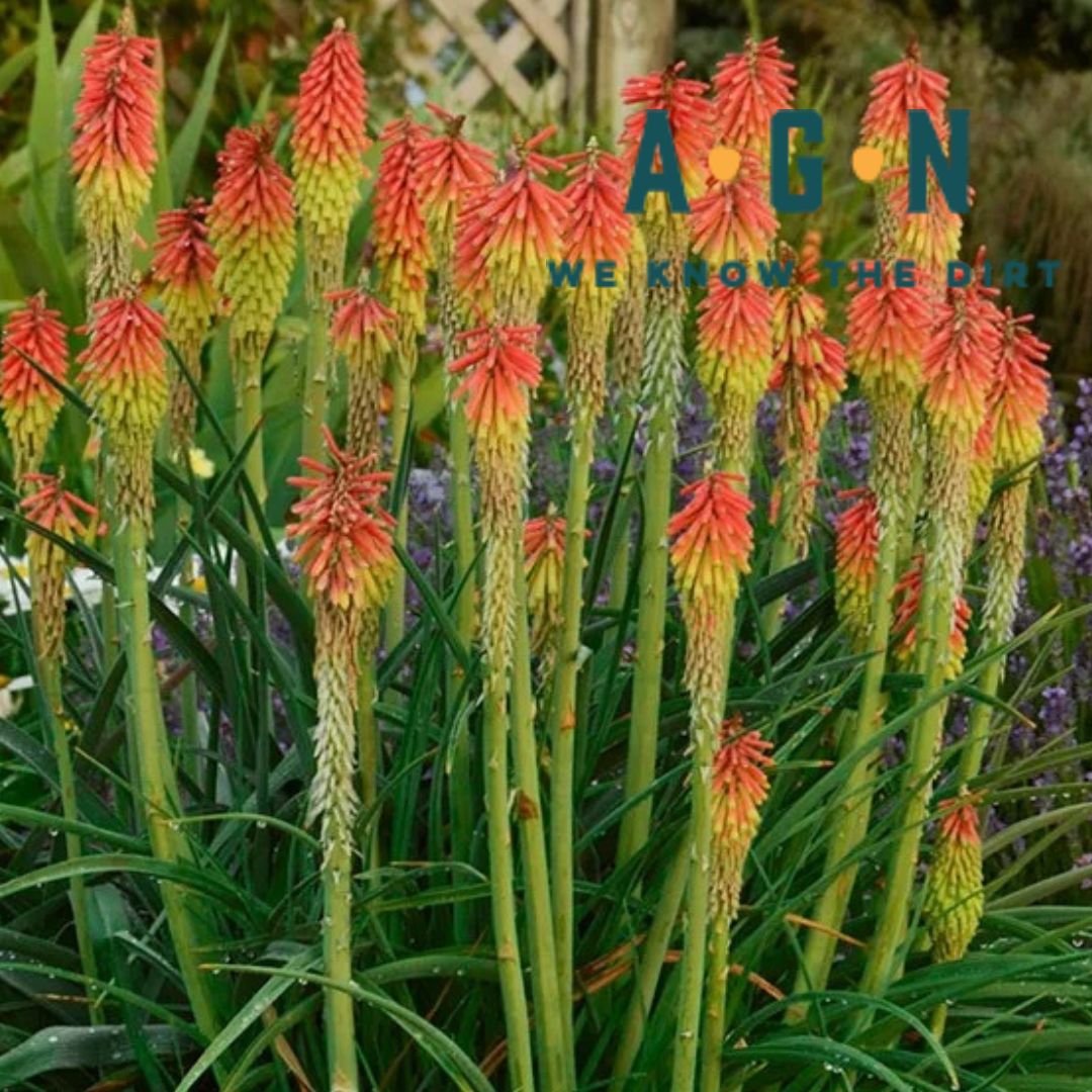 Red Hot Poker - America's Gardens Nursery