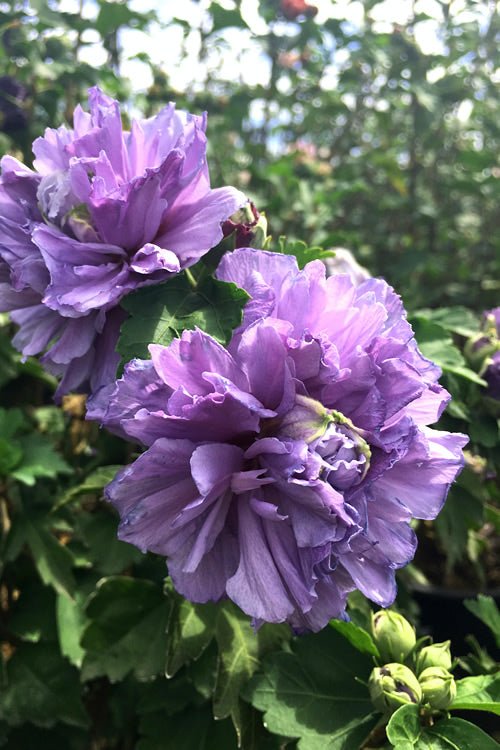 ROSE OF SHAR BLU SMTH - America's Gardens Nursery