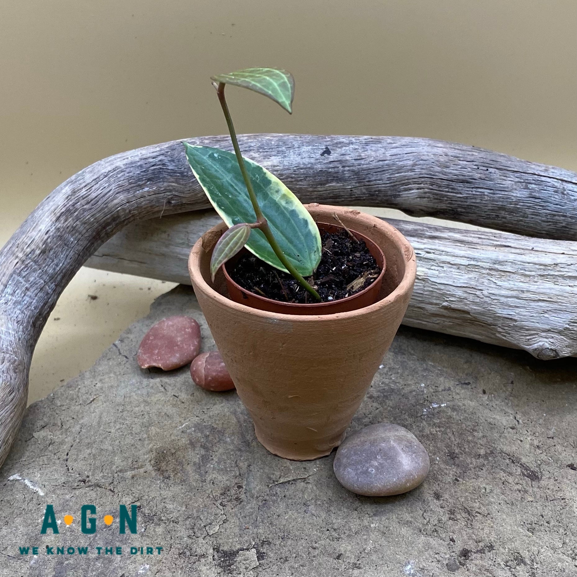 Rustic Terra Cotta Pots, 2in - America's Gardens Nursery
