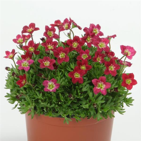 Scenic Red Rockfoil - America's Gardens Nursery